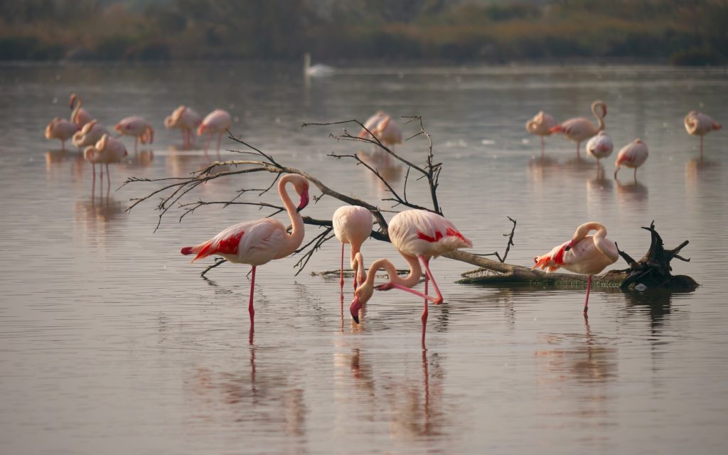 camargue-flamingi