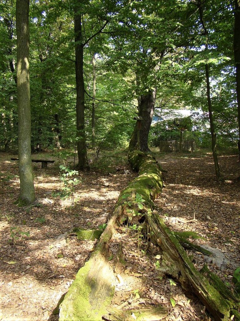 Sosnowica-drzewa 2