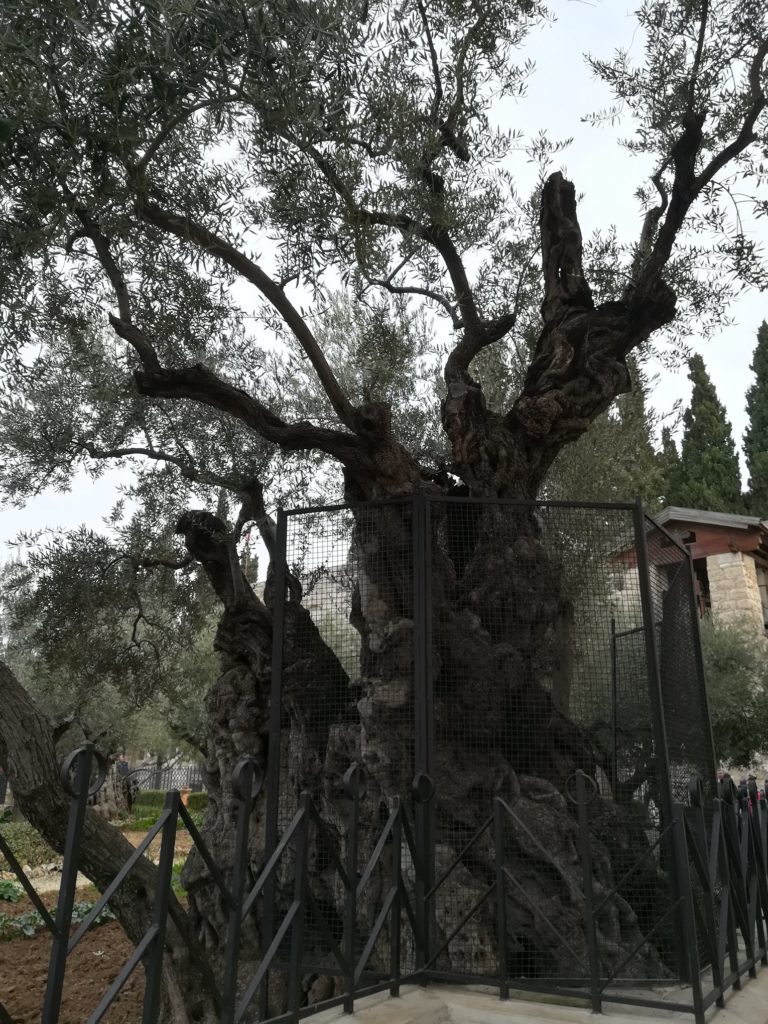Wielki Czwartek - ogród oliwny